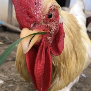 Meet your Posher, Bella